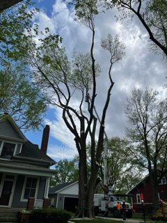 tree services in the springfield illinois area