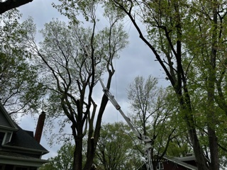 tree branch trimming and pruning services near springfield illinois