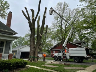 tree removal services in the springfield illinois