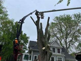 tree branch removal services near the springfield illinois area