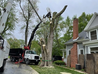 tree branch trimming services in springfield illinois