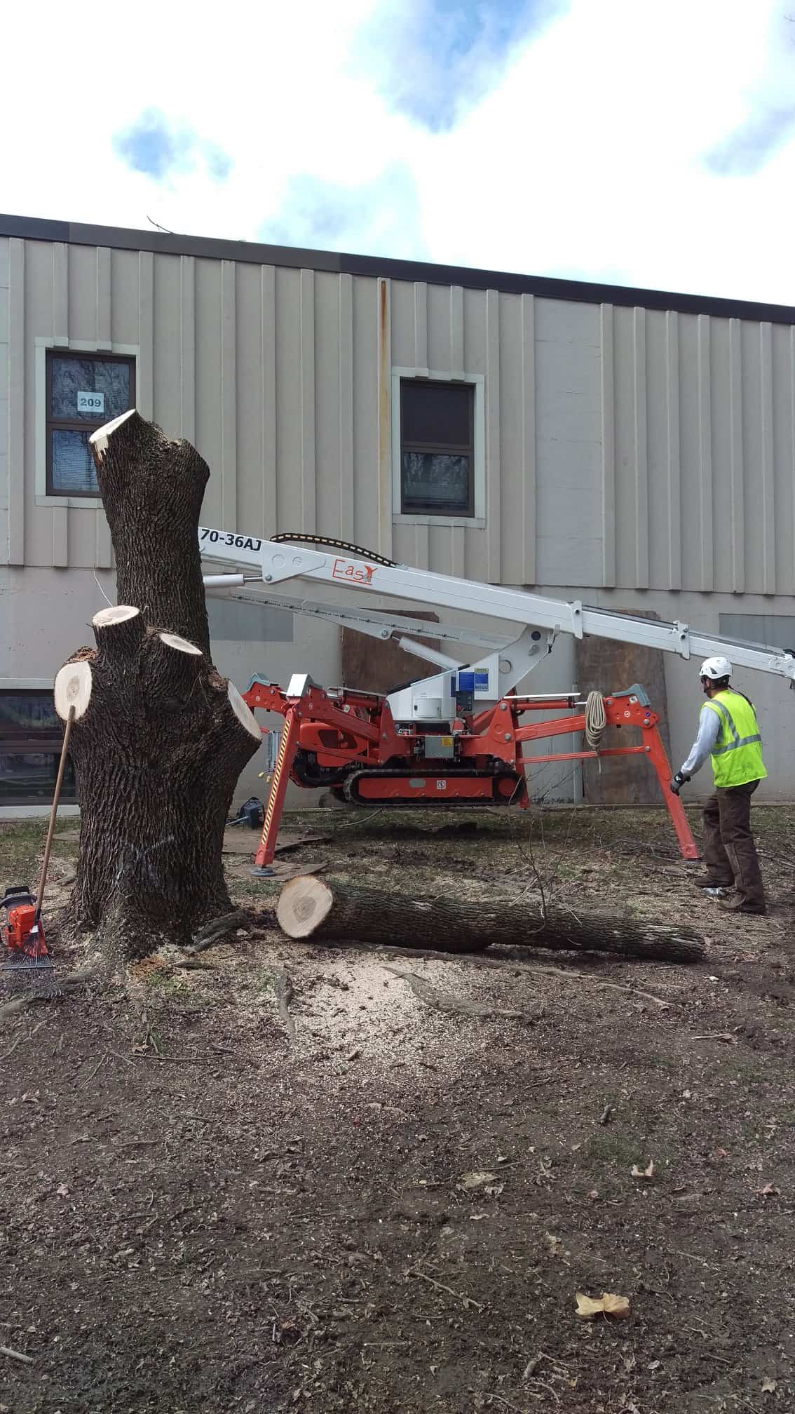 tree removal contractor springfield illinois