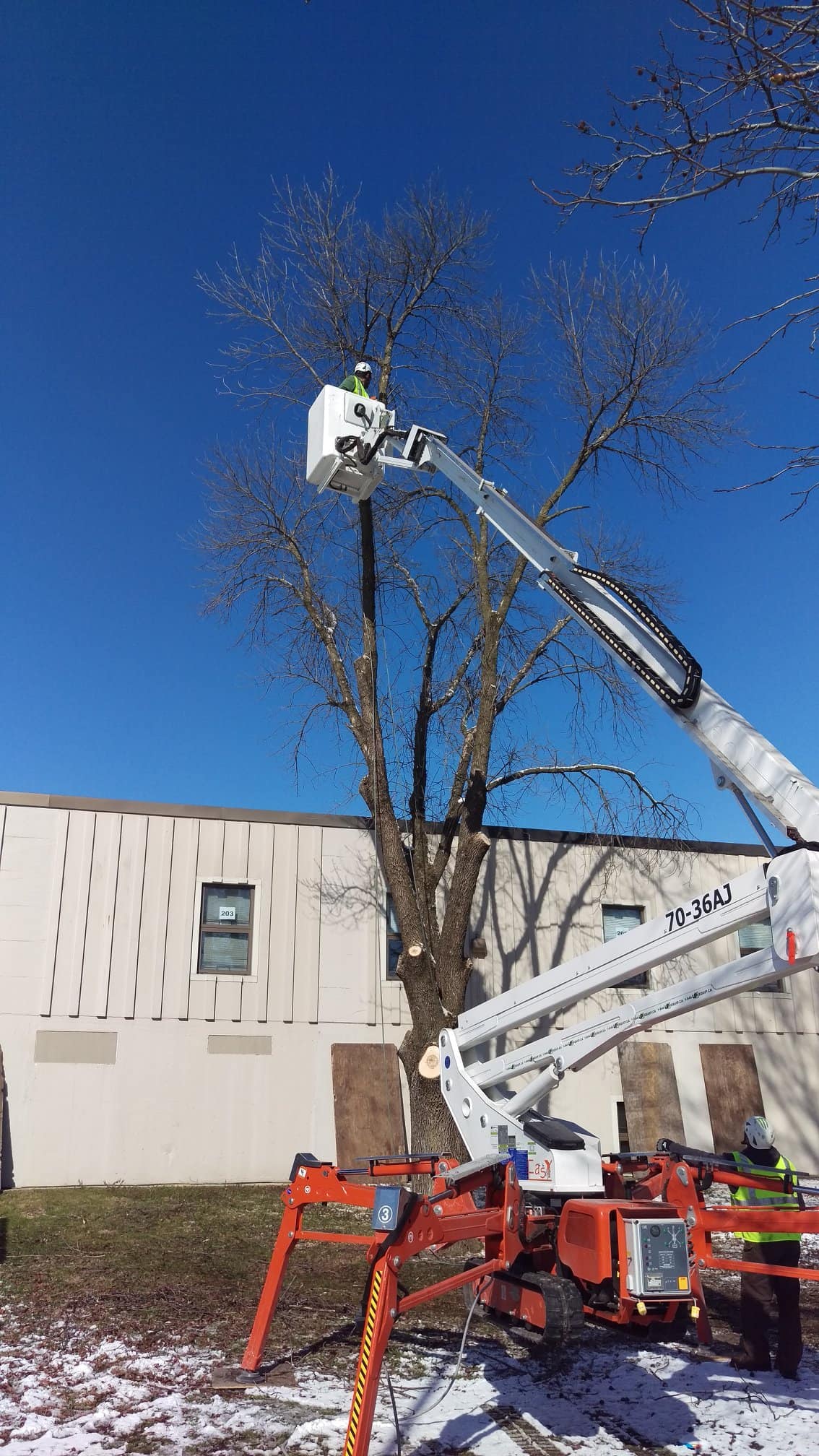 tree pruning and trimming services near springfield illinois