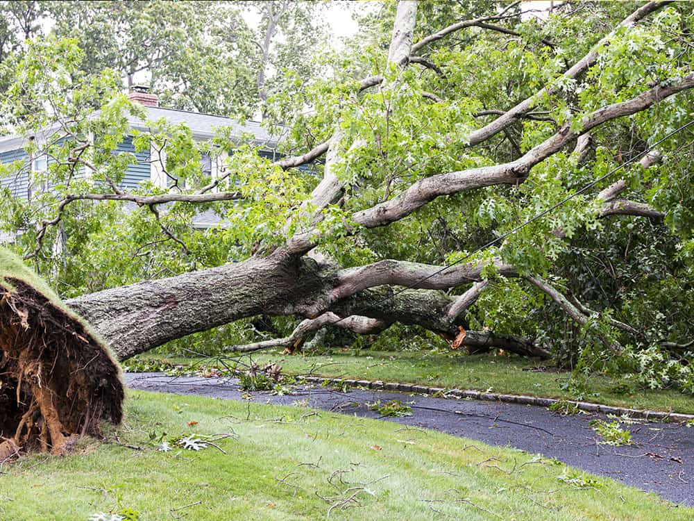 storm damage clean up tree services near springfield illinois