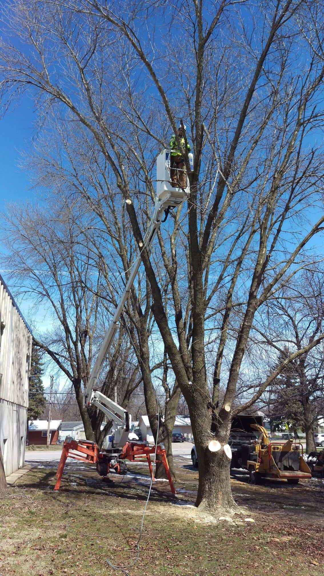 tree services for springfield illinois