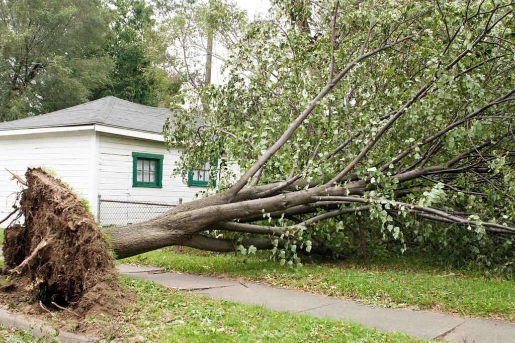 emergency tree removal services near springfield illinois