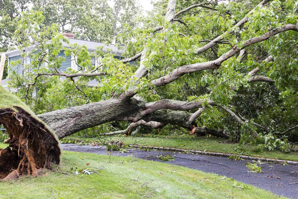 emergency tree removal services near rochester illinois