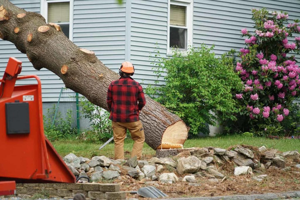 tree removal services in sherman illinois