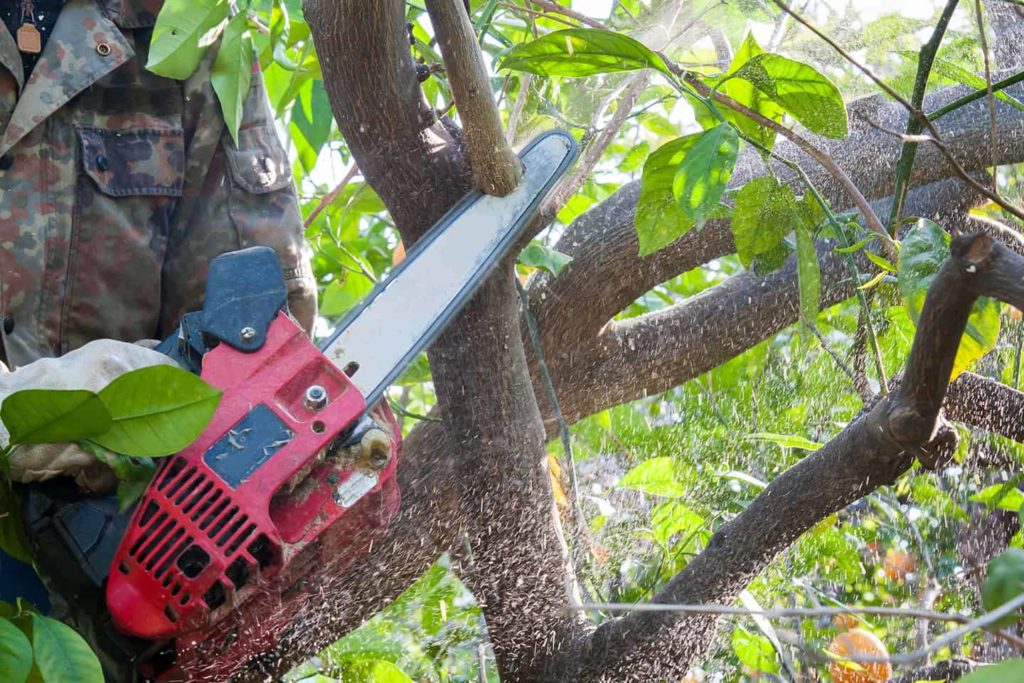 tree trimming services in the sherman illinois area