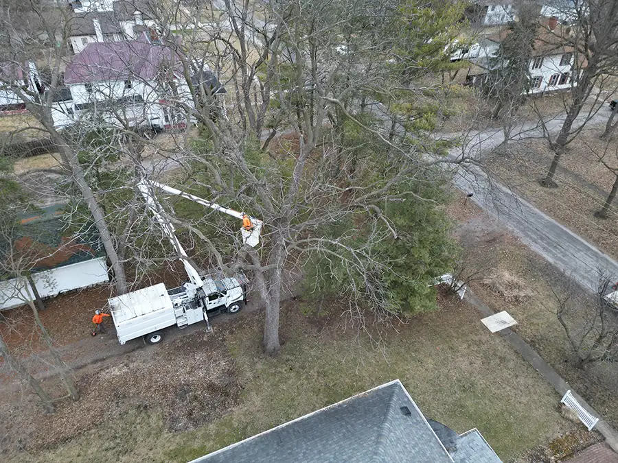 kresse-tree-wurxx-gallery-2026-01