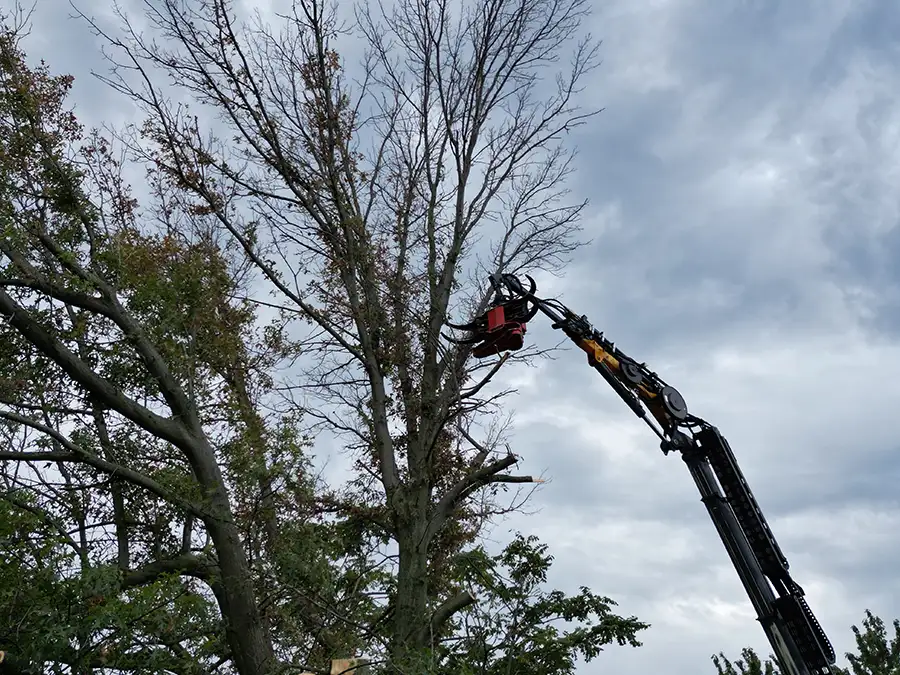 kresse-tree-wurxx-gallery-2026-09