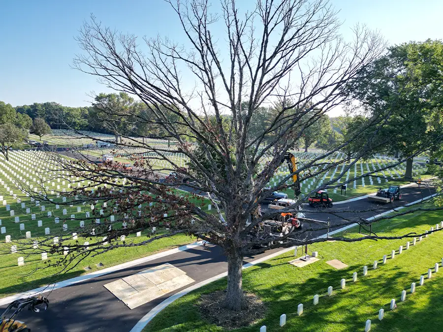 kresse-tree-wurxx-gallery-2026-10