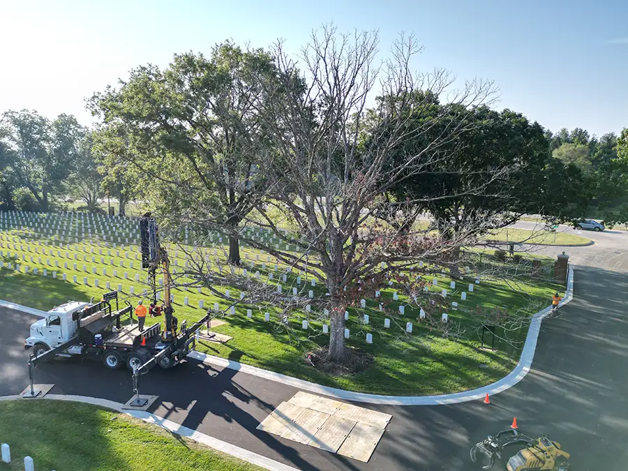 kresse-tree-wurxx-gallery-2026-11