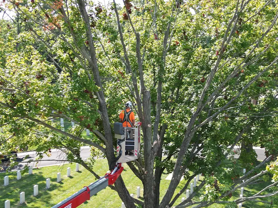 kresse-tree-wurxx-gallery-2026-13