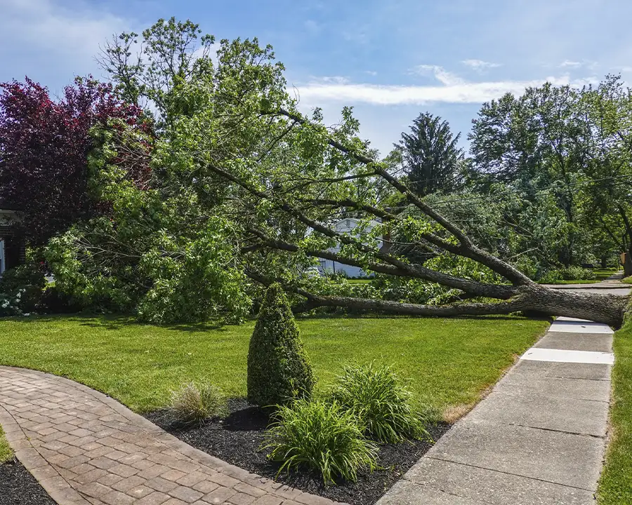 an emergency tree removal in rochester il