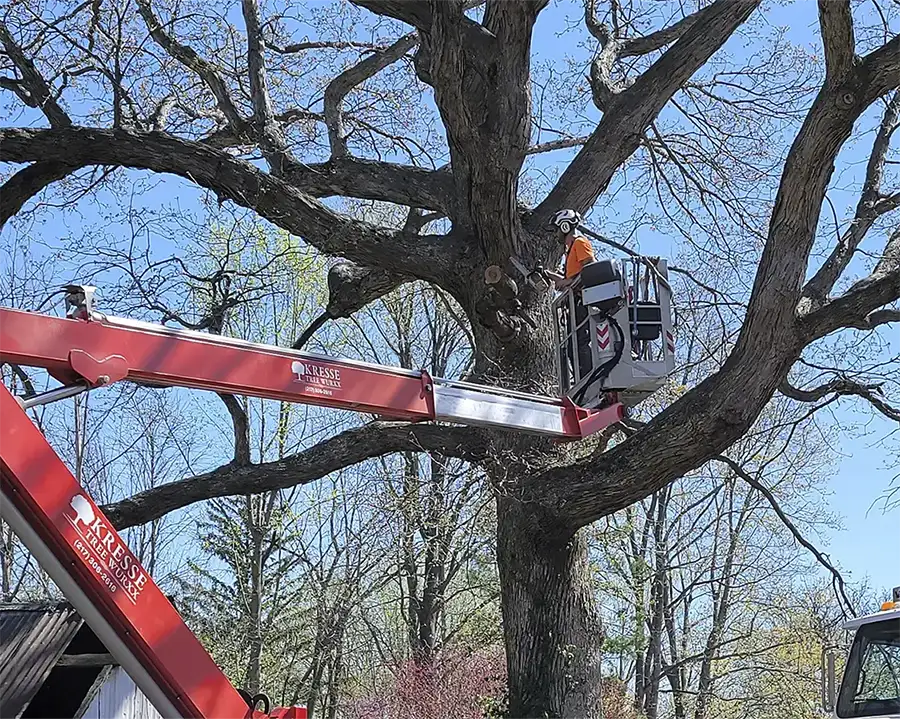 tree trimming at a home in sherman il