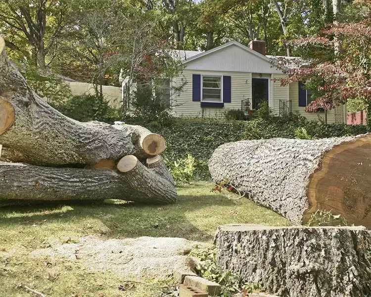 tree removal project in sherman illinois