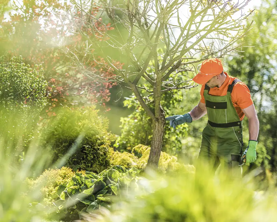 plant healthcare specialist inspecting a tree in sherman il