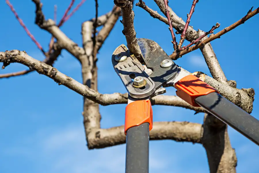 Kresse Tree Wurxx - tree trimming services - Springfield, IL