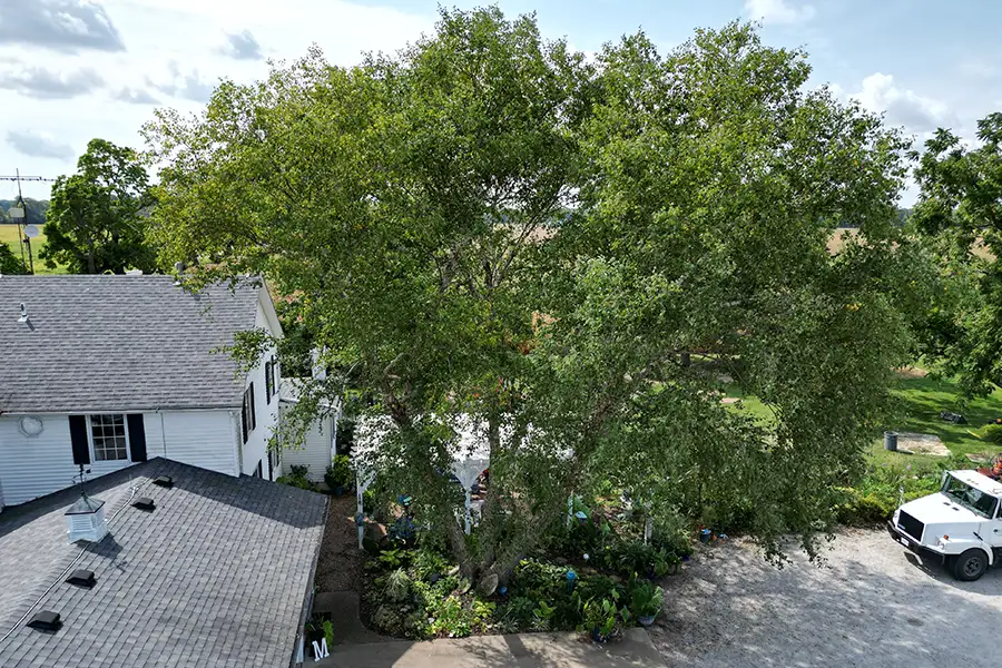 Kresse Tree Wurxx - tree trimming services - Springfield, IL