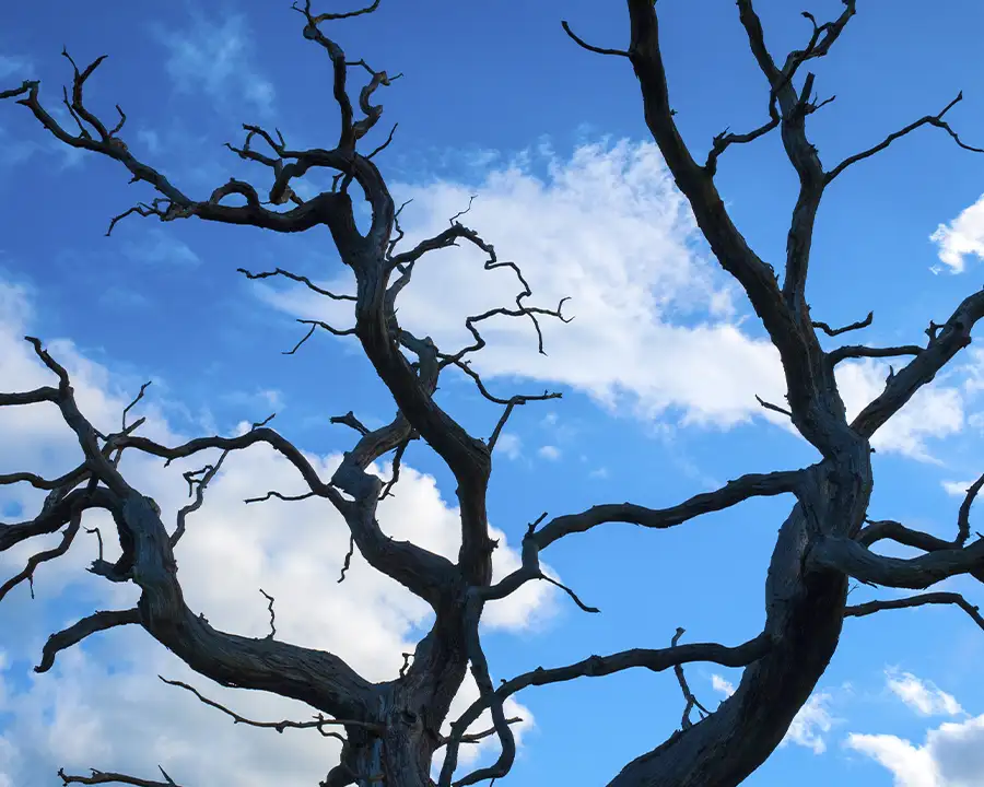 Kresse Tree Wurxx - dead tree, tree removal services - Springfield, IL