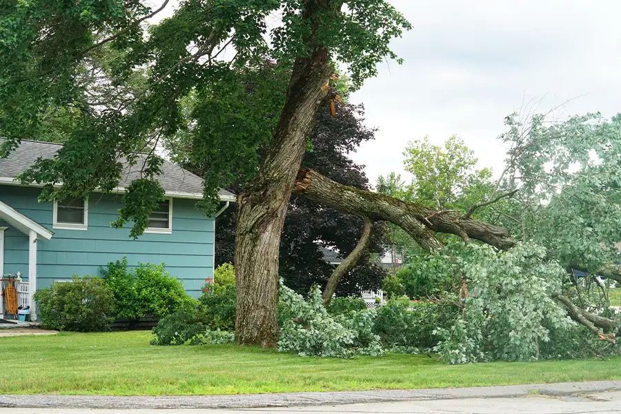 Kresse Tree Wurxx - tree removal services, emergency storm damage - Springfield, IL