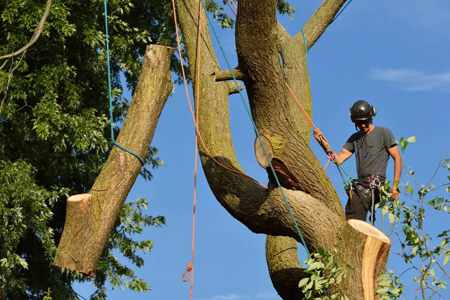 Kresse Tree Wurxx - tree removal services - Springfield, IL
