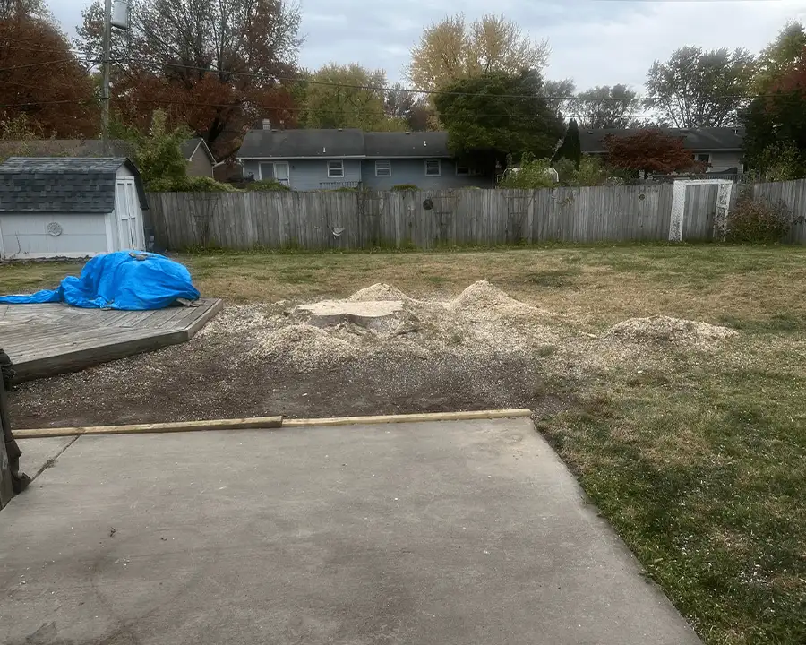 Kresse Tree Wurxx - Professional Stump Grinding in Springfield, IL - BEFORE