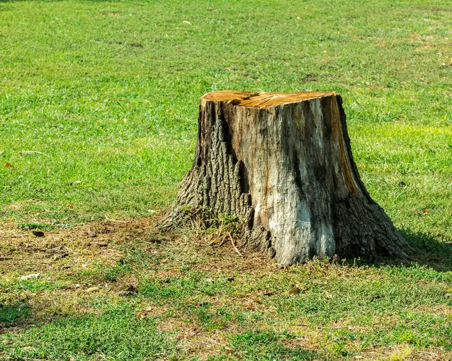 Kresse Tree Wurxx - Professional Stump Grinding in Springfield, IL