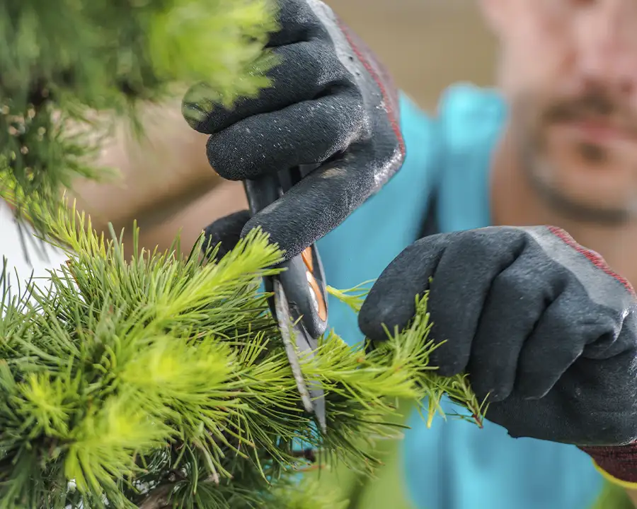 Kresse Tree Wurxx - Plant Healthcare Services in Springfield, IL