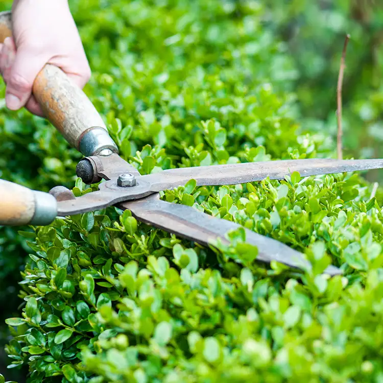 Kresse Tree Wurxx - Plant Healthcare Services, Tree & Shrub Health Inspections - Springfield, IL