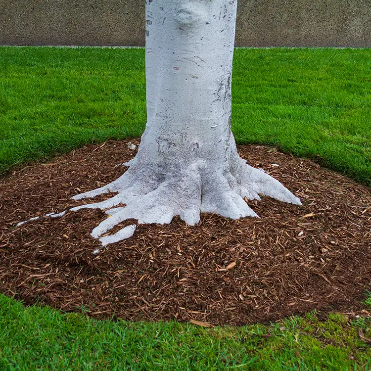 Kresse Tree Wurxx - Plant Healthcare Services, mulching - Springfield, IL