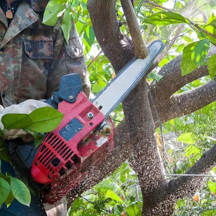 Kresse Tree Wurxx - Plant Healthcare Services, Pruning & Structural Care - Springfield, IL