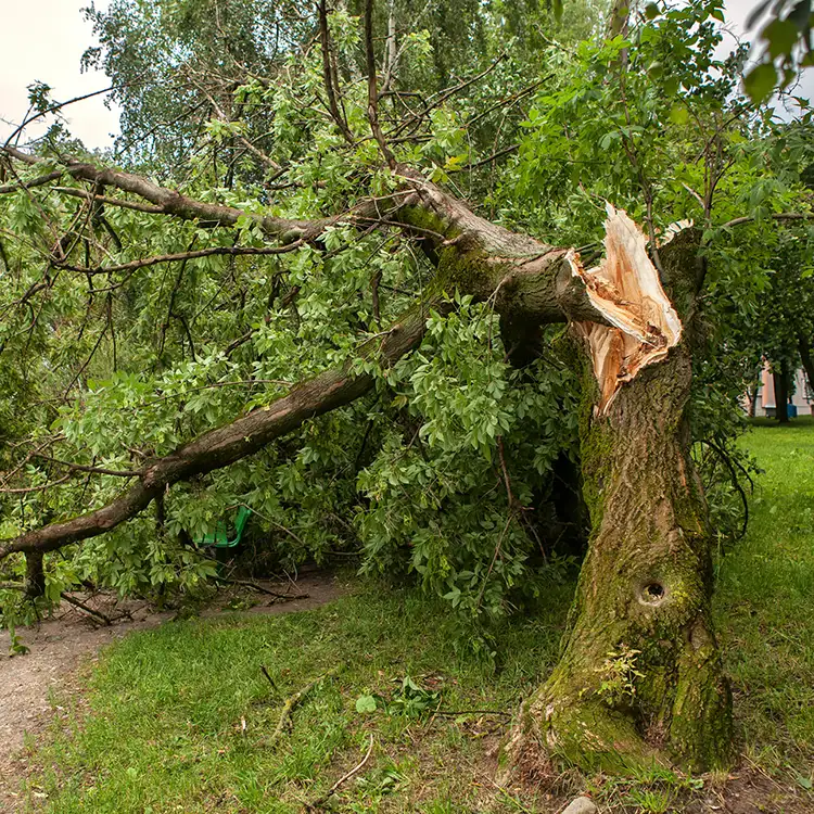 Kresse Tree Wurxx - Plant Healthcare Services, Storm Damage Recovery & Prevention - Springfield, IL