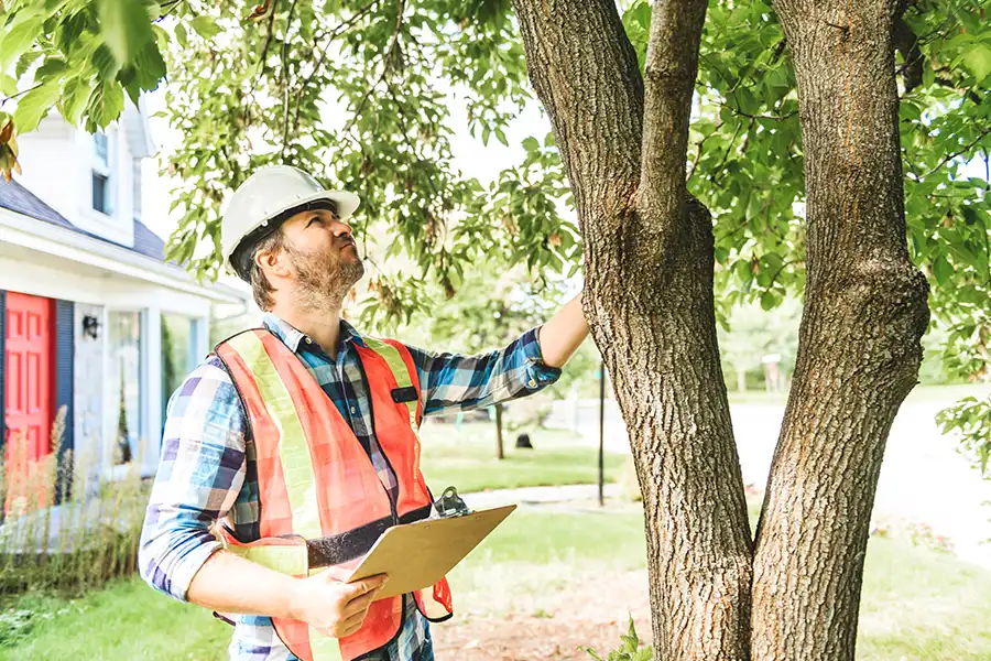 Kresse Tree Wurxx—Professional arborist with a clipboard examining a tree in Central IL.