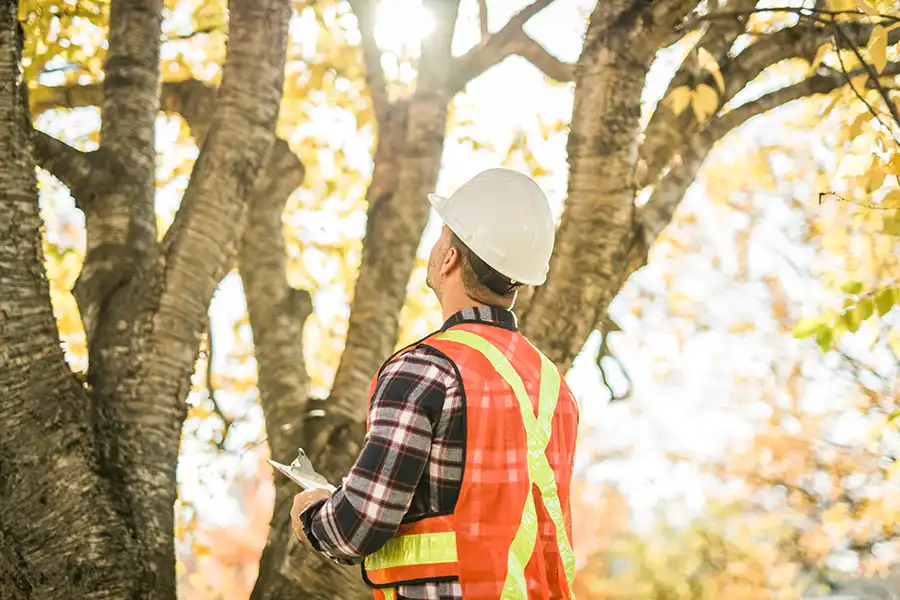 KRESSE TREE WURXX - Arborist with a safety hat and clipboard looking up and inspecting the health of a tree in Central, IL.