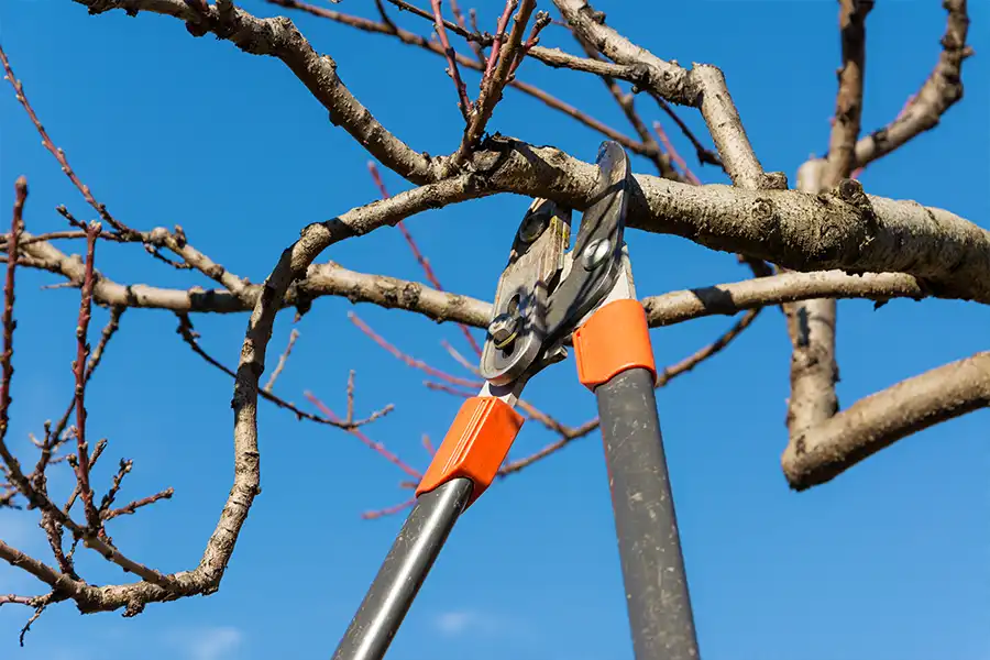 Kresse Tree Wurxx—A professional prunes a tree at a property in Central IL.