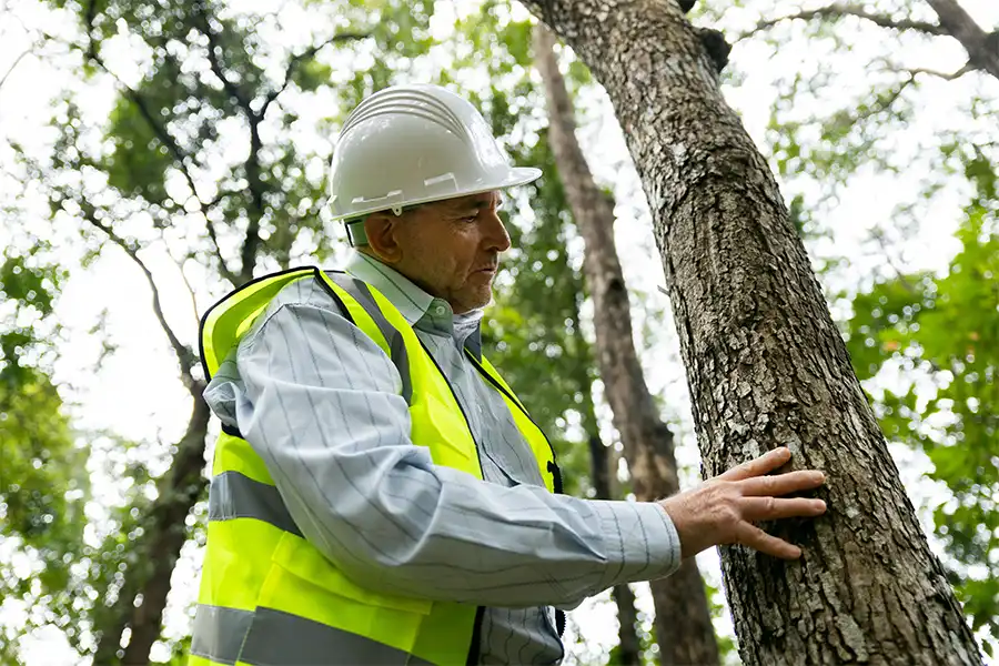 Kresse Tree Wurxx—A professional arborist examines a tree for storm damage in Central IL.