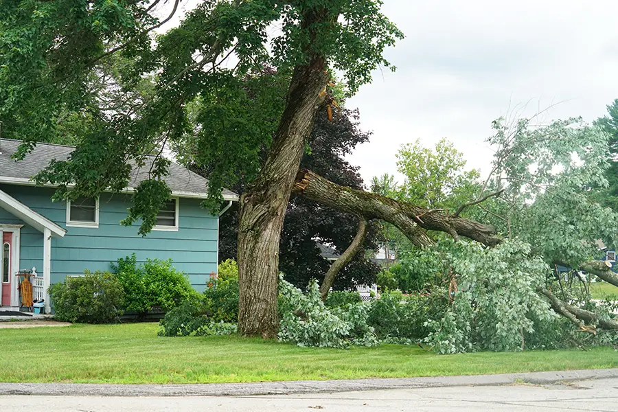 Kresse Tree Wurxx—A partially fallen tree after a storm in Central IL