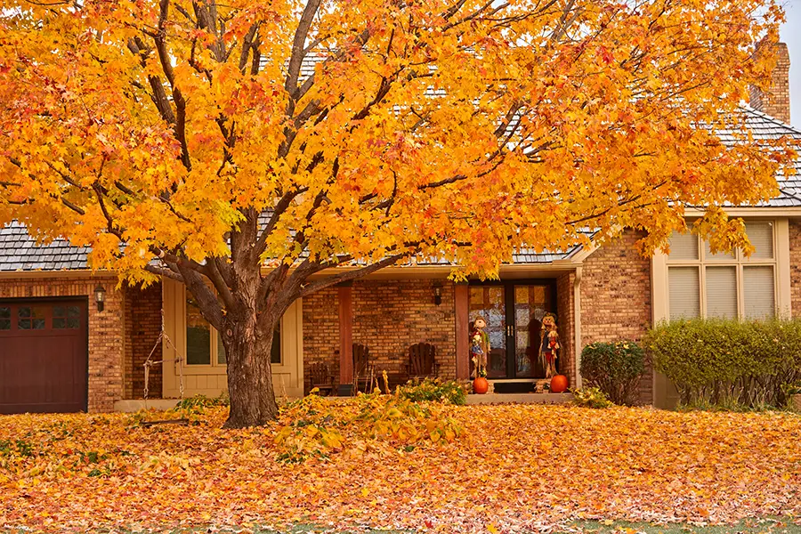 Kresse Tree Wurxx—A residential home in Central IL with a tree in the front yard losing its leaves during the fall season
